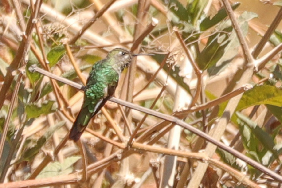 Bronze-tailed Comet - ML645086597