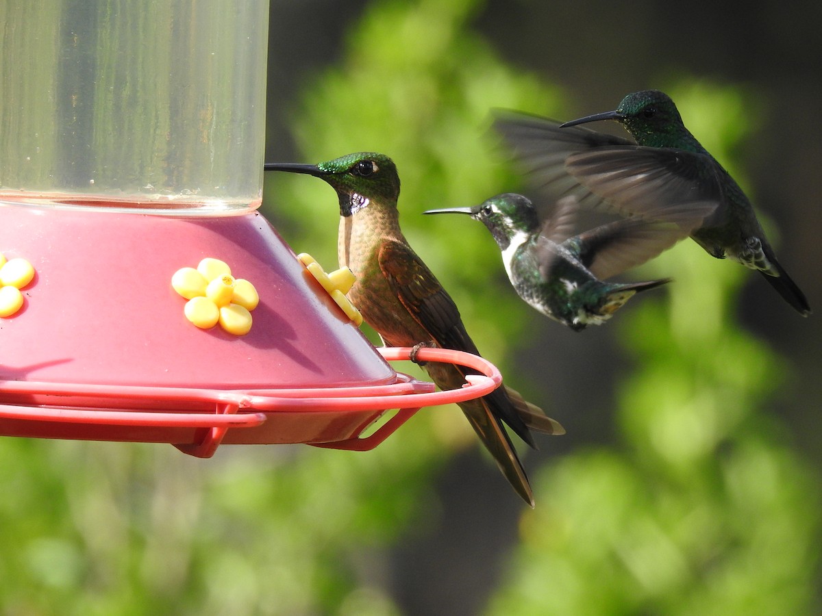 チャムネテリハチドリ - ML645086601