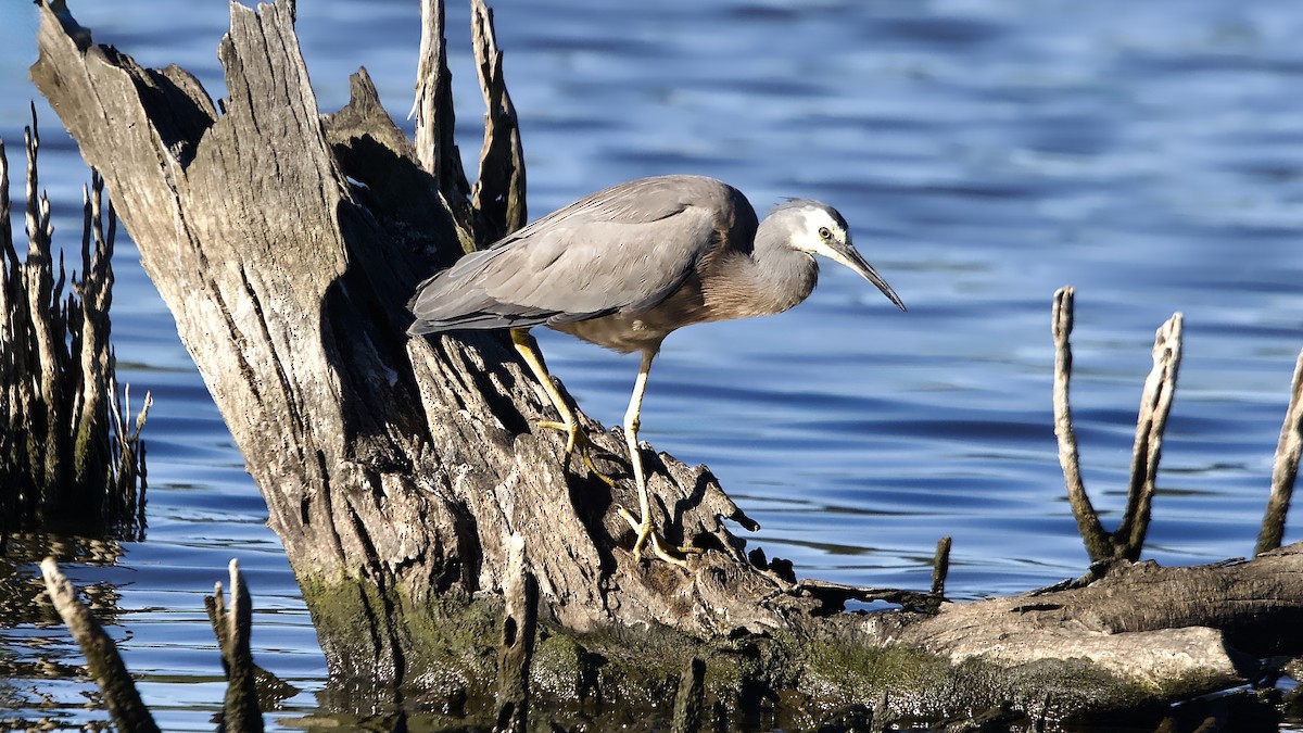 White-faced Heron - ML645086603
