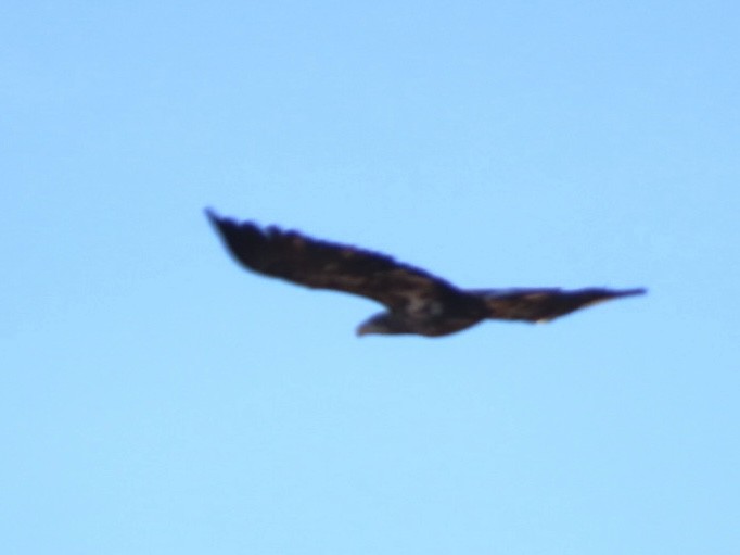 Bald Eagle - ML645086607