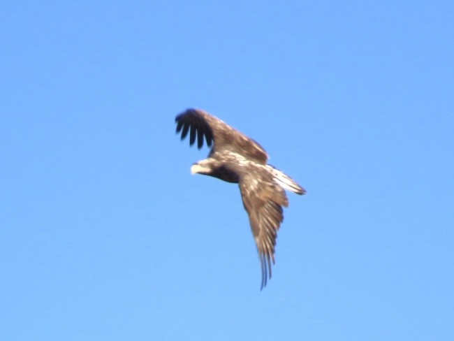 Bald Eagle - ML645086609