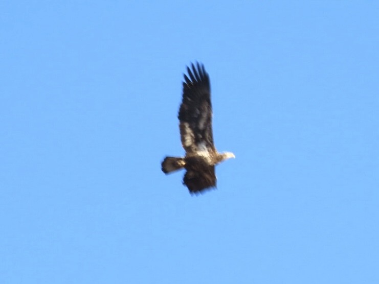 Bald Eagle - ML645086610