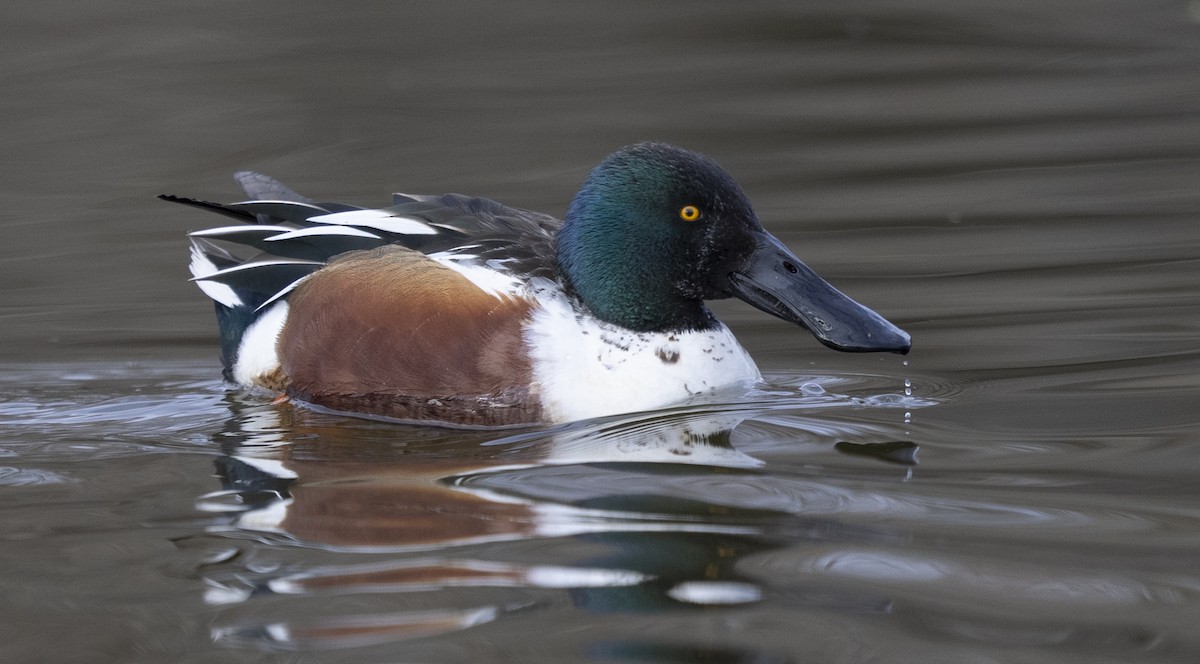 Mestolone - ML645086625