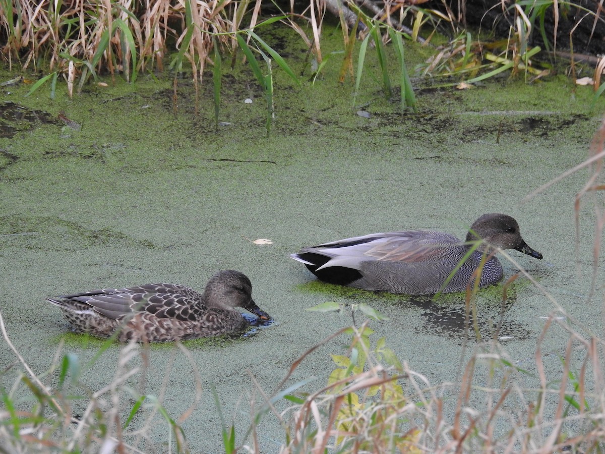 Canard chipeau - ML645086635
