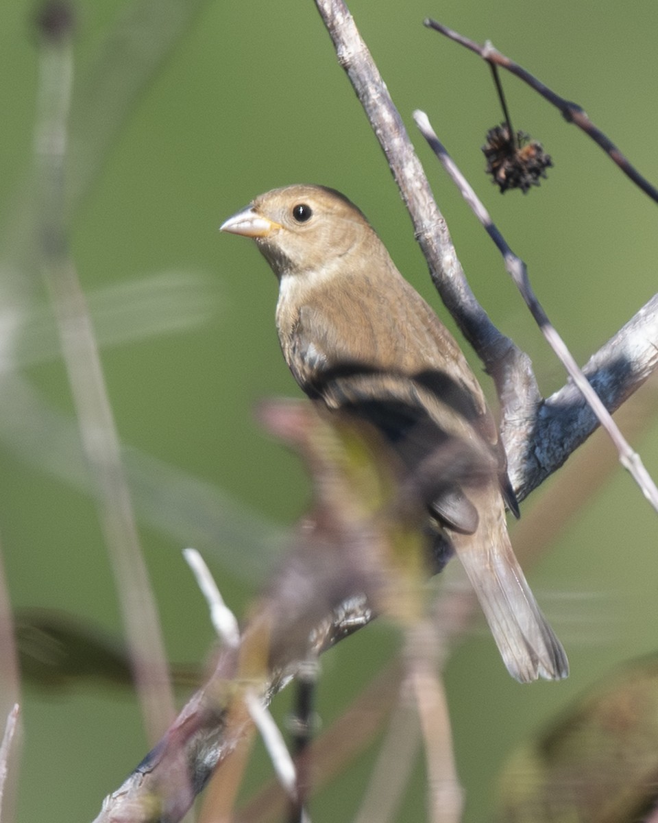 Passerin indigo - ML645086639