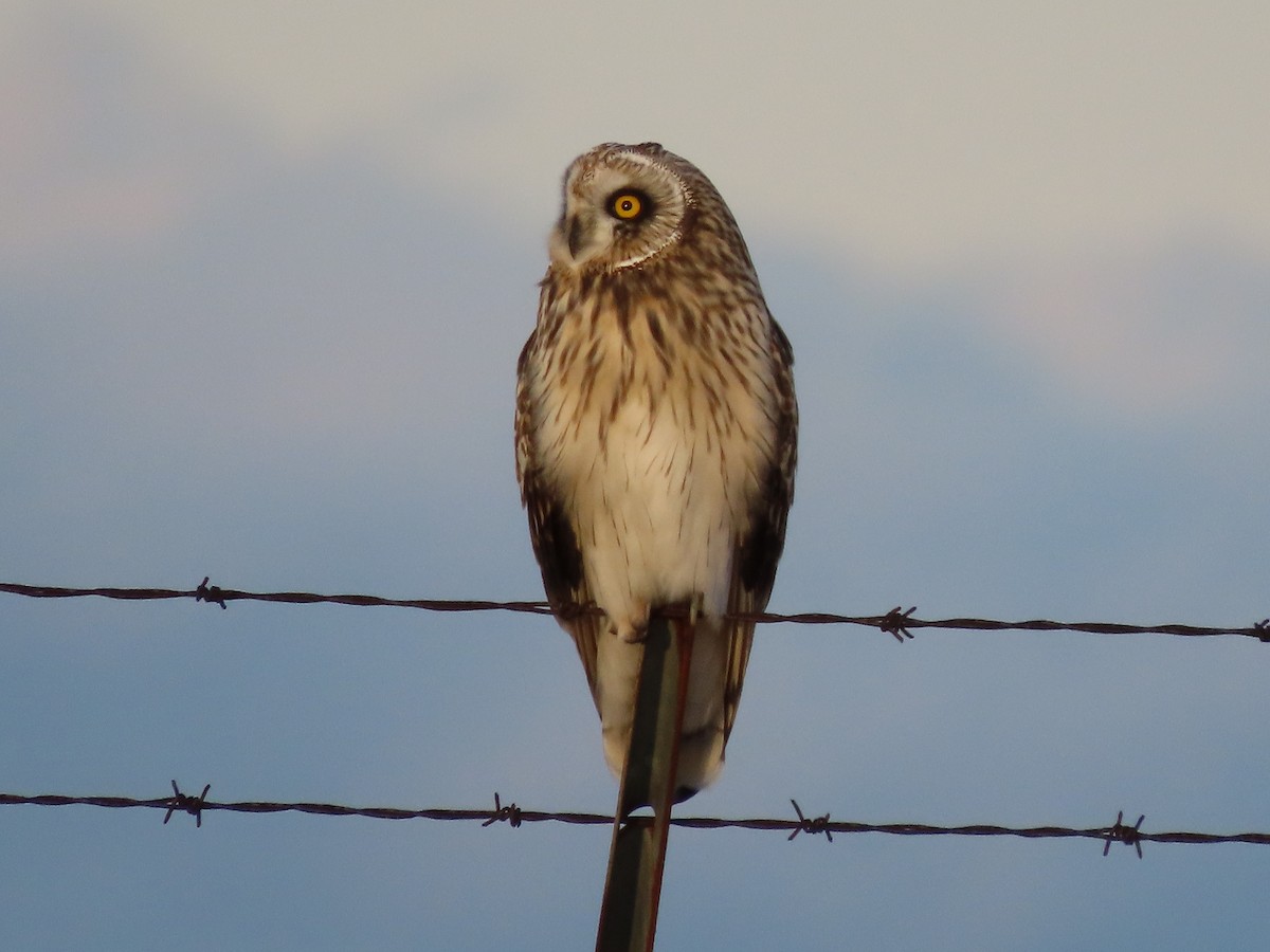 Short-eared Owl - ML645086647