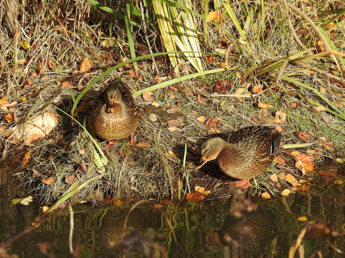 Canard colvert - ML645086656
