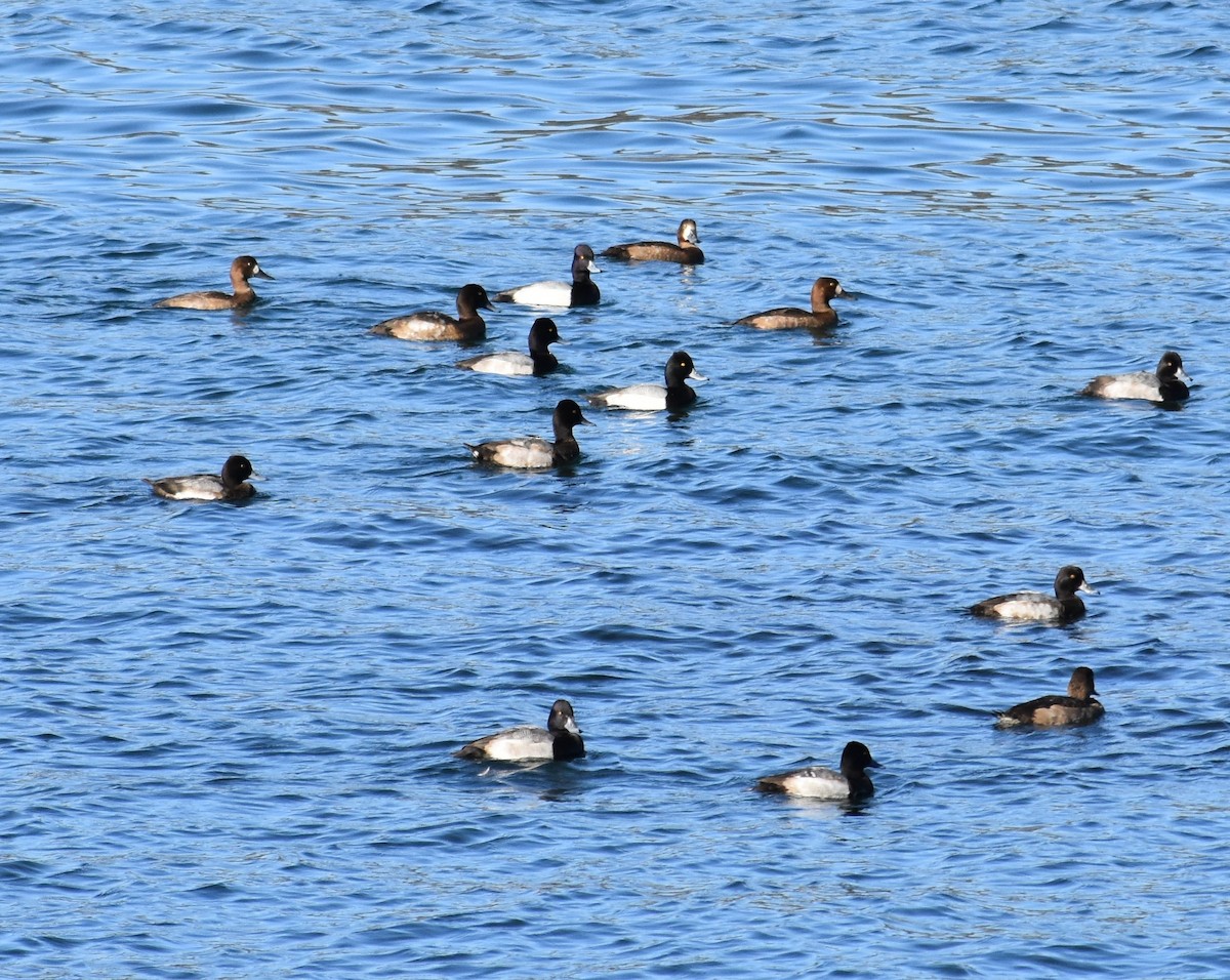 コスズガモ - ML645086660