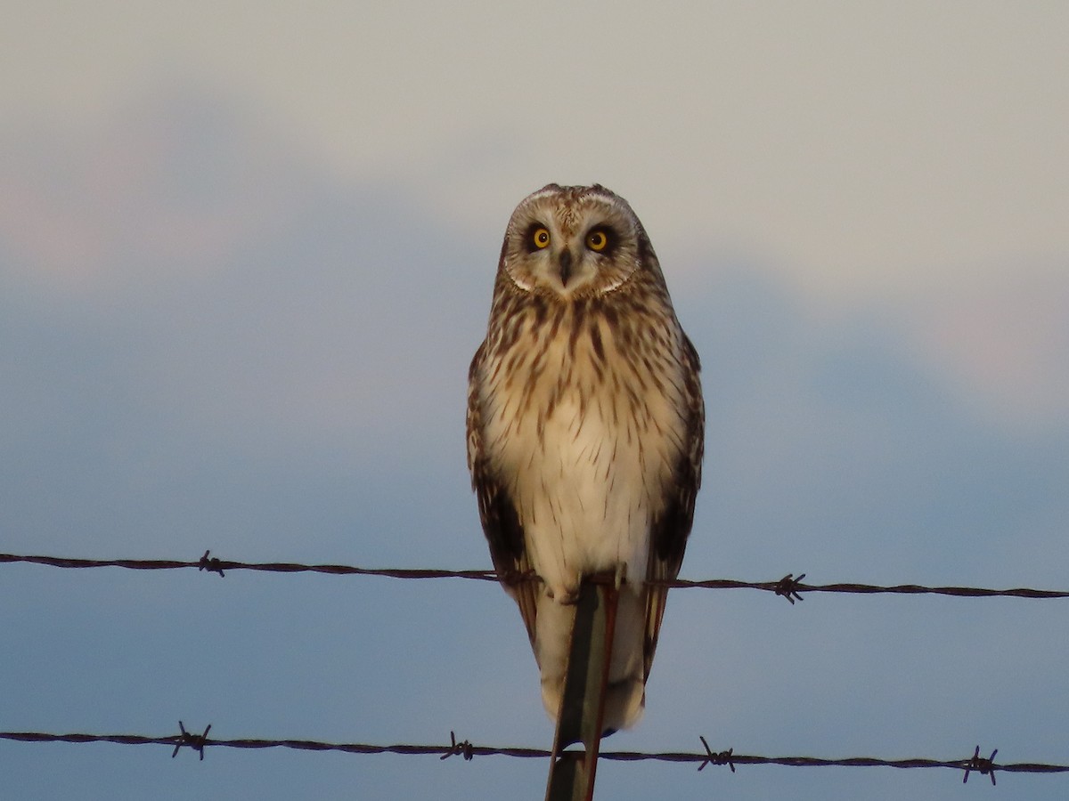 Short-eared Owl - ML645086673