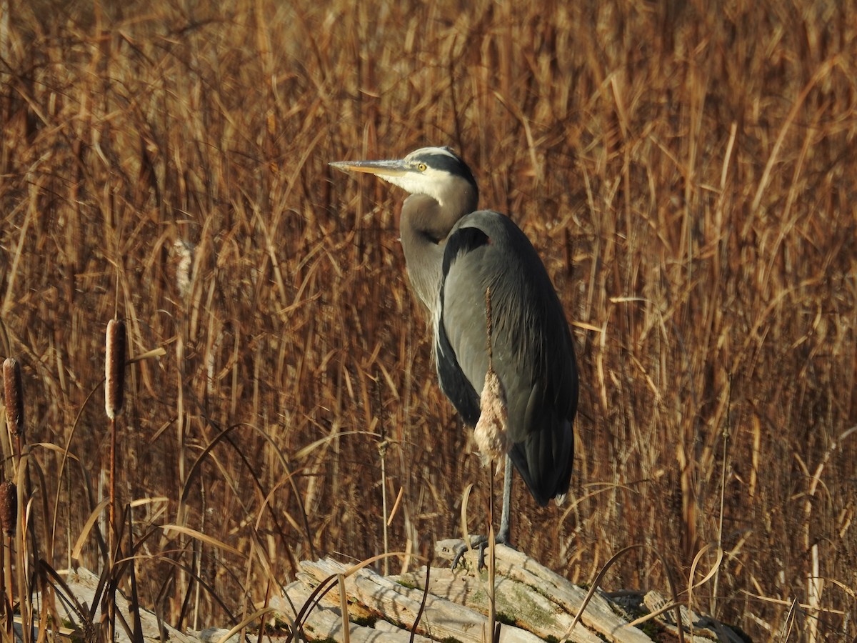 Grand Héron - ML645086674