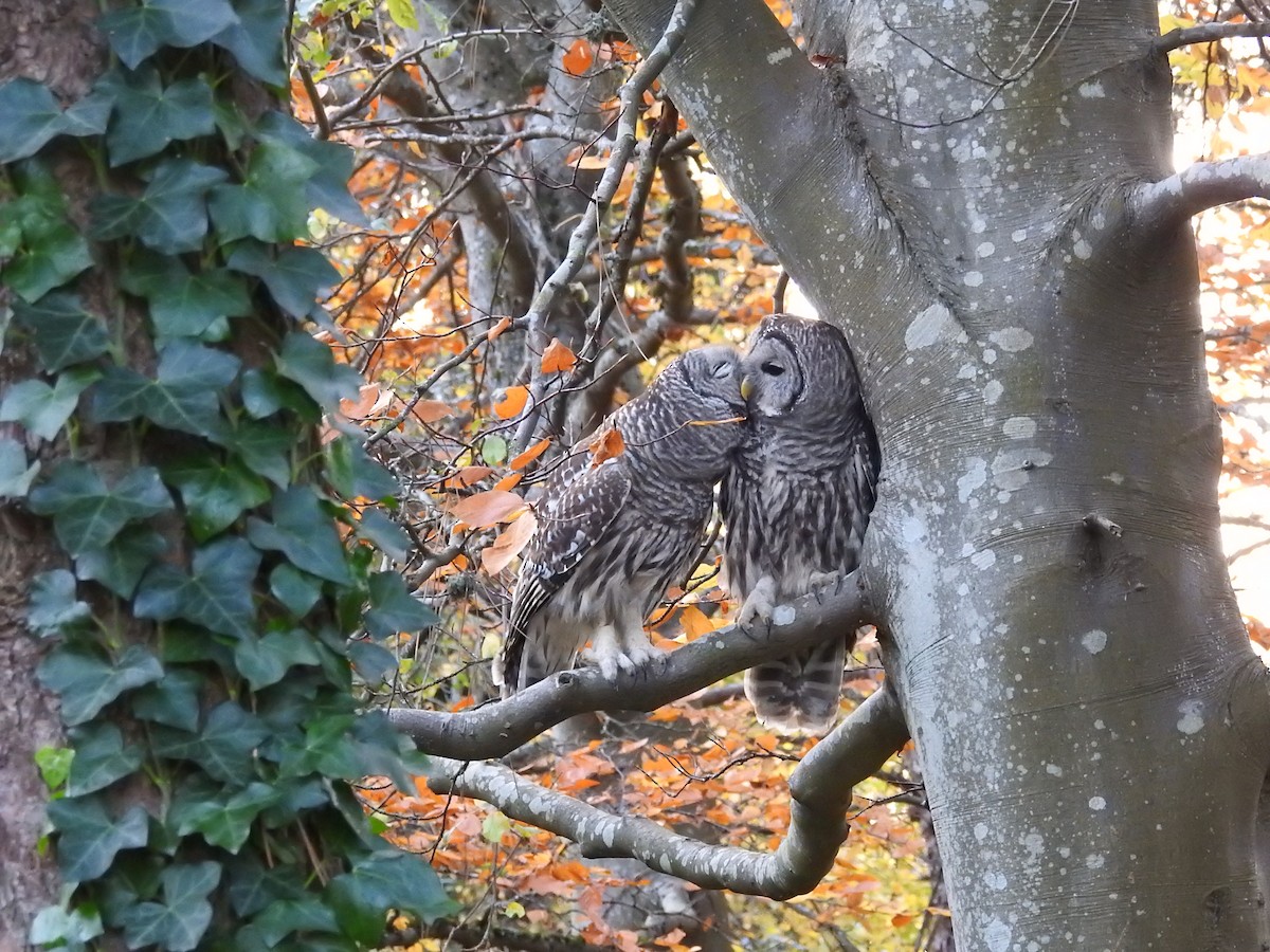 Chouette rayée - ML645086680