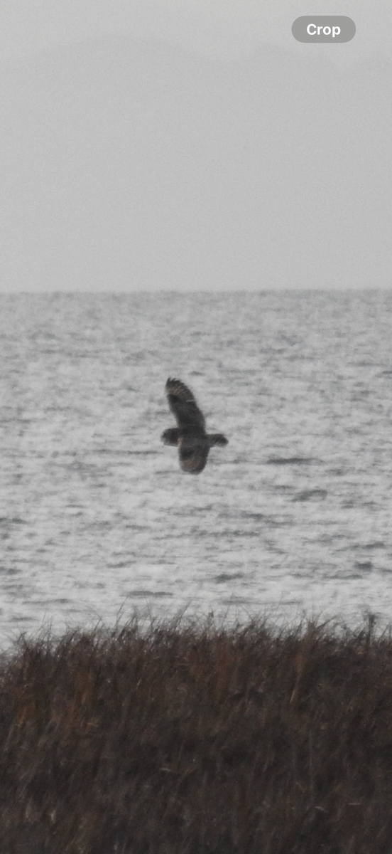 Short-eared Owl - ML645086684