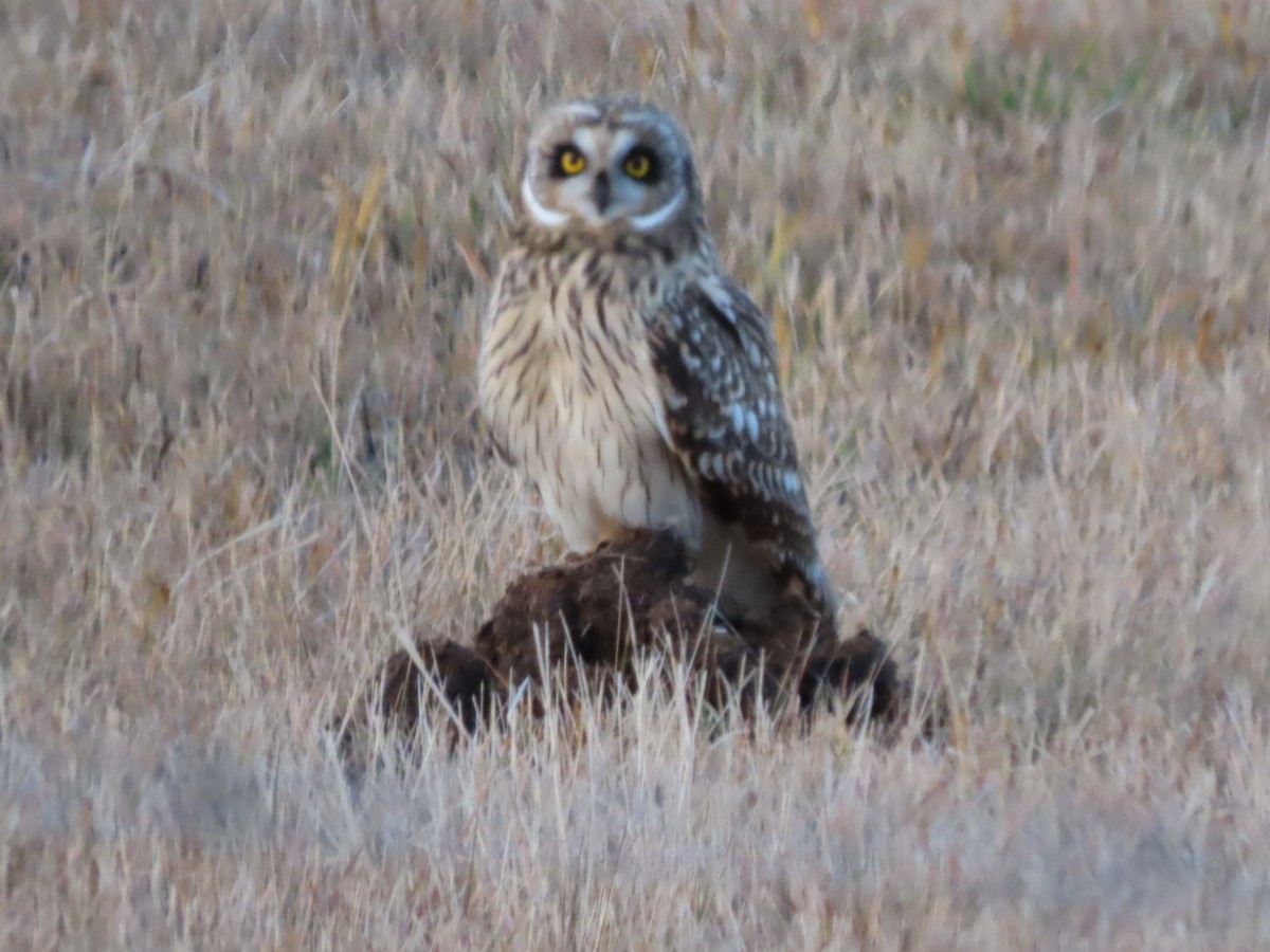 Short-eared Owl - ML645086686
