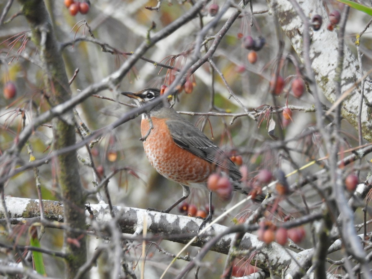 vandretrost - ML645086689