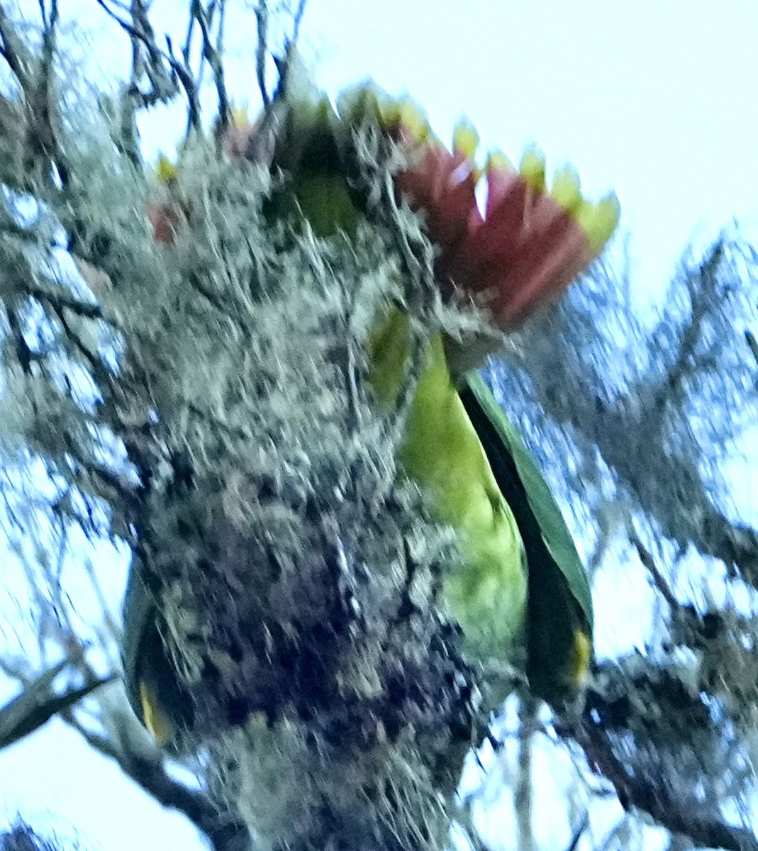 Scaly-naped Amazon - ML645086691