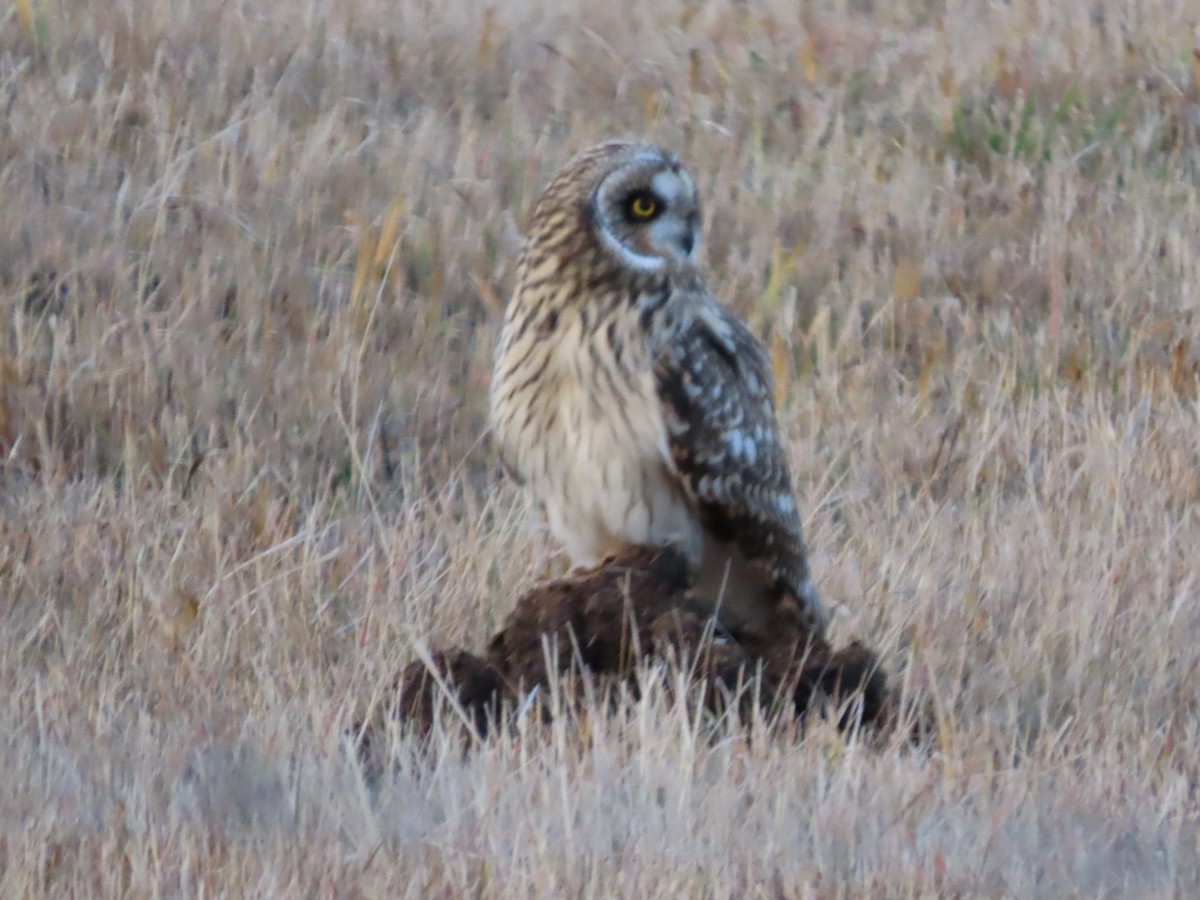 Short-eared Owl - ML645086694