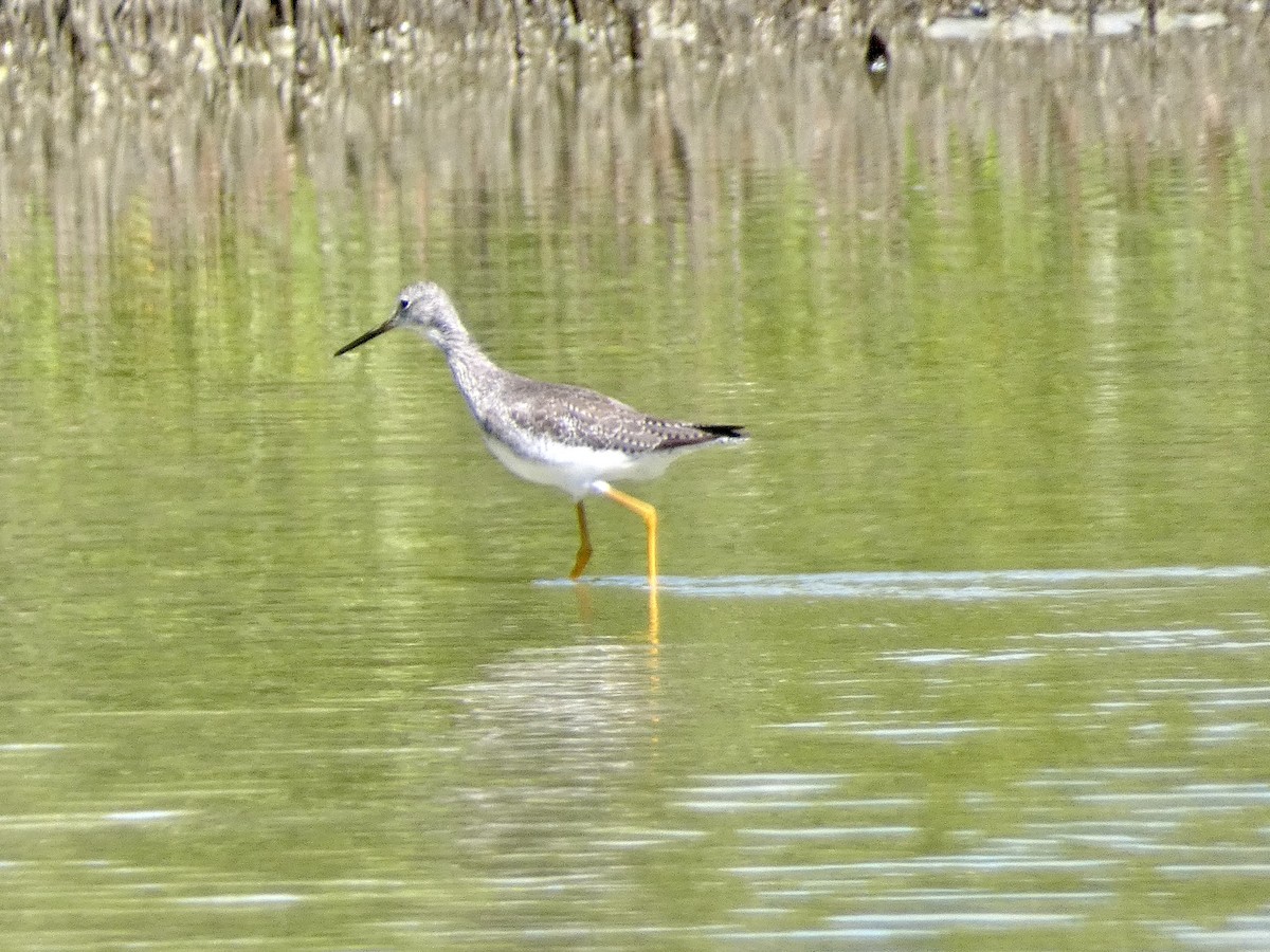 Greater Yellowlegs - ML645086700