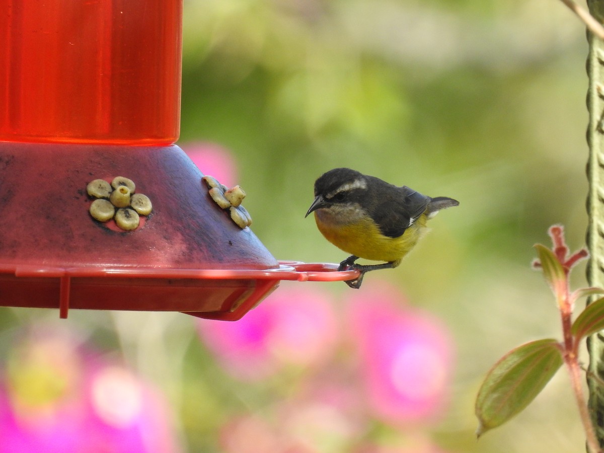 Sucrier à ventre jaune (groupe luteola) - ML645086704