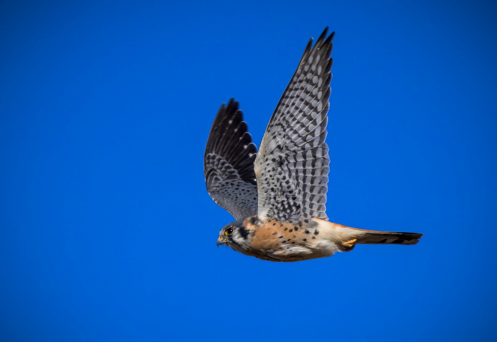 American Kestrel - ML645086706