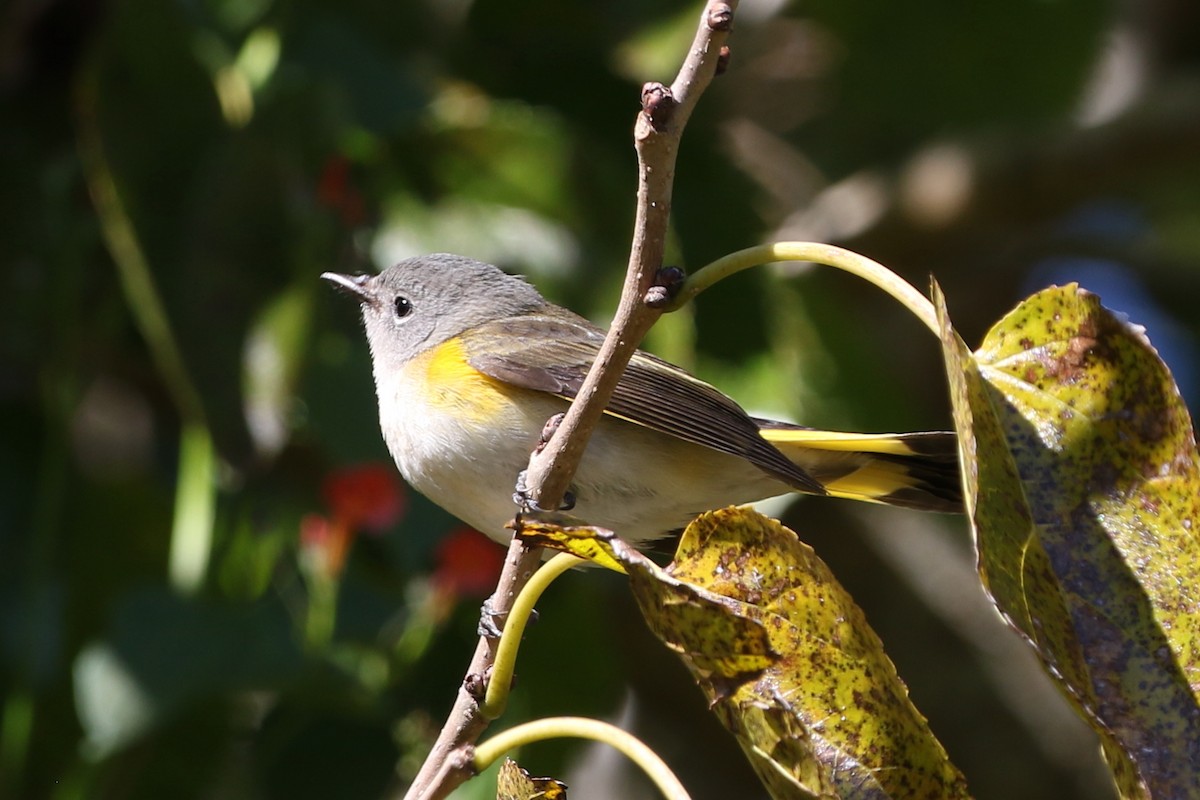 Горихвостковая древесница - ML645086707