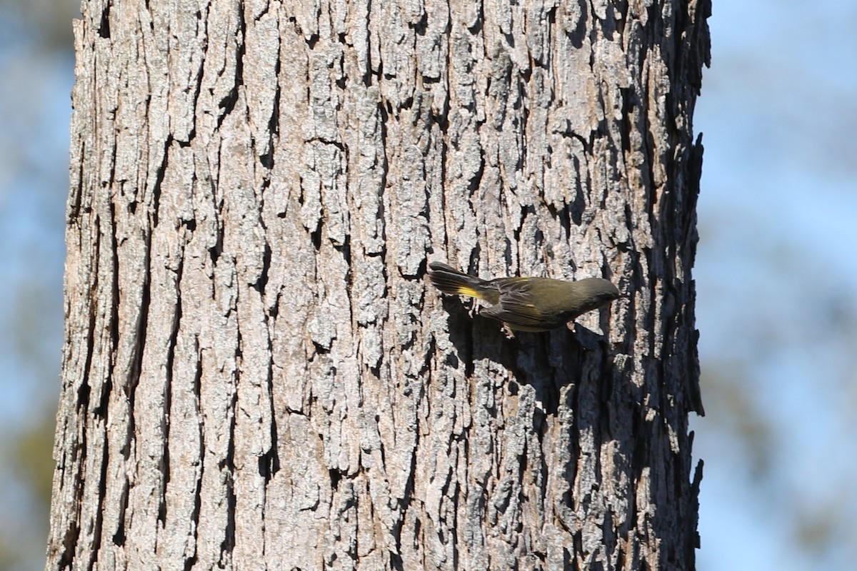 Горихвостковая древесница - ML645086708