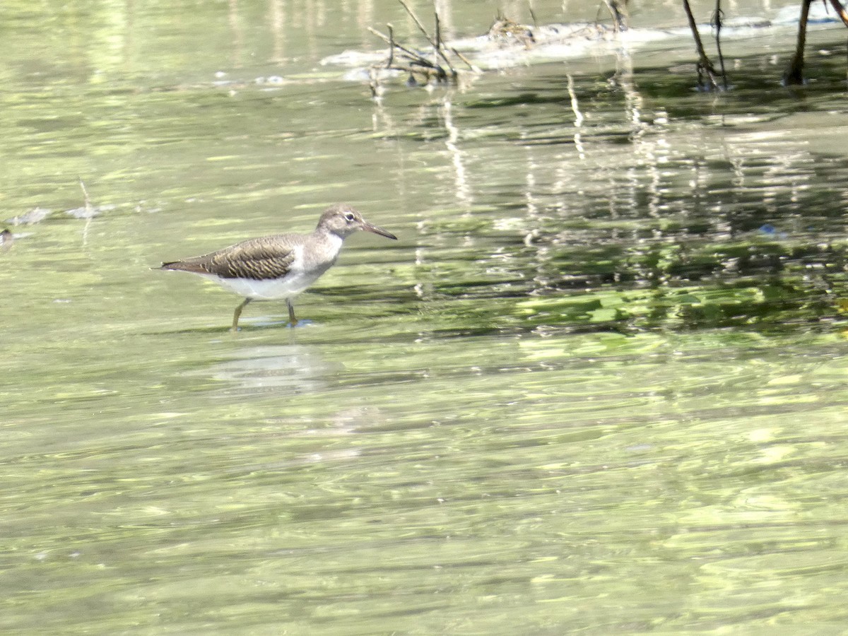 Spotted Sandpiper - ML645086710