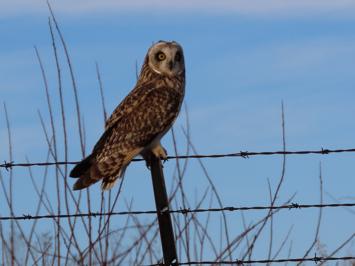 Short-eared Owl - ML645086712