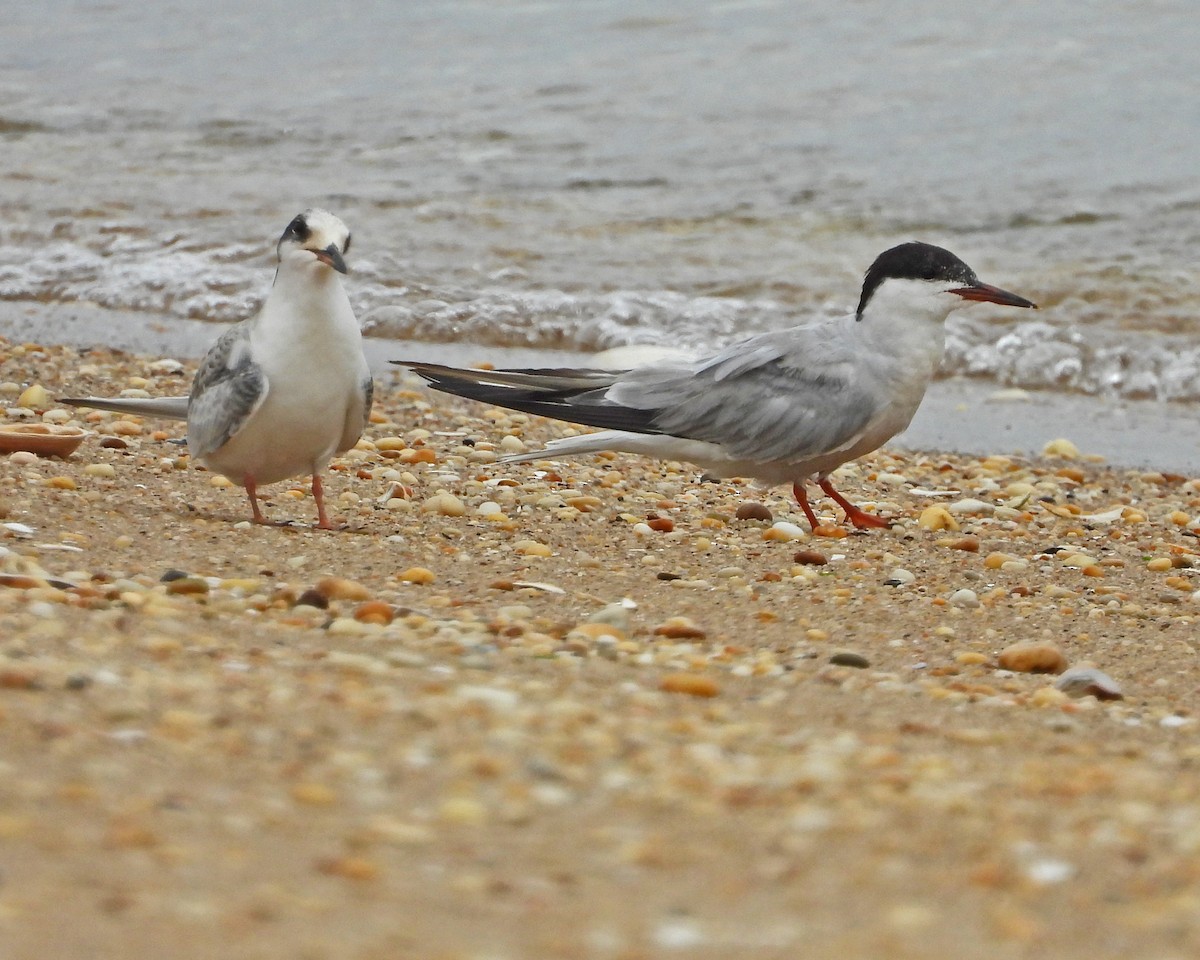 rybák obecný - ML645086714