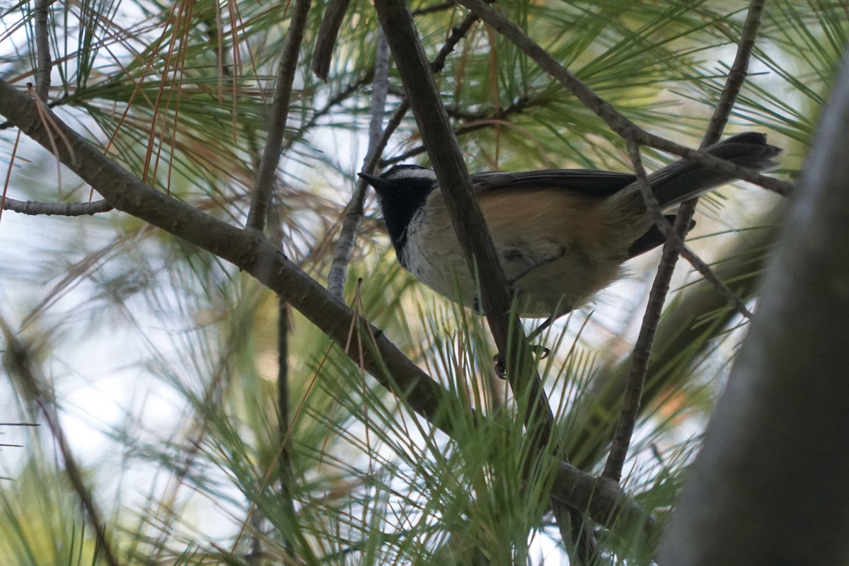 Black-capped Chickadee - ML645086721