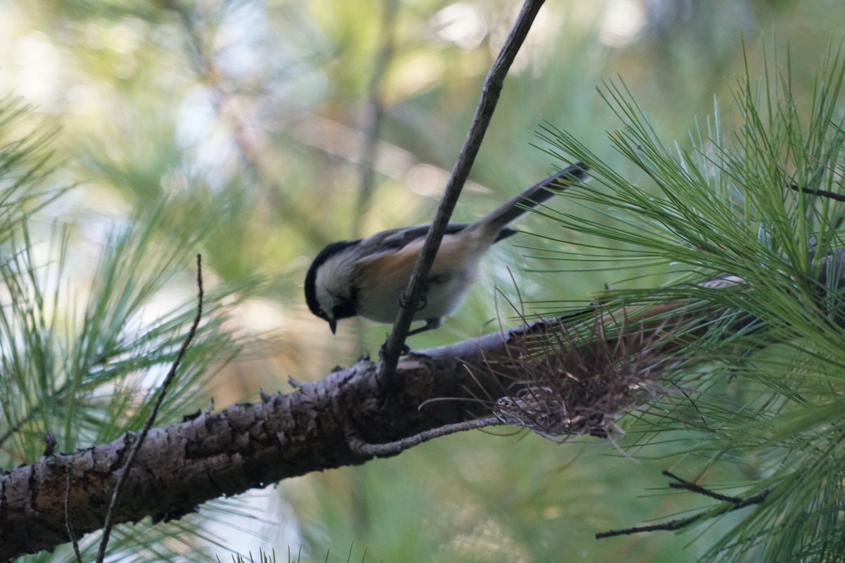 Black-capped Chickadee - ML645086723