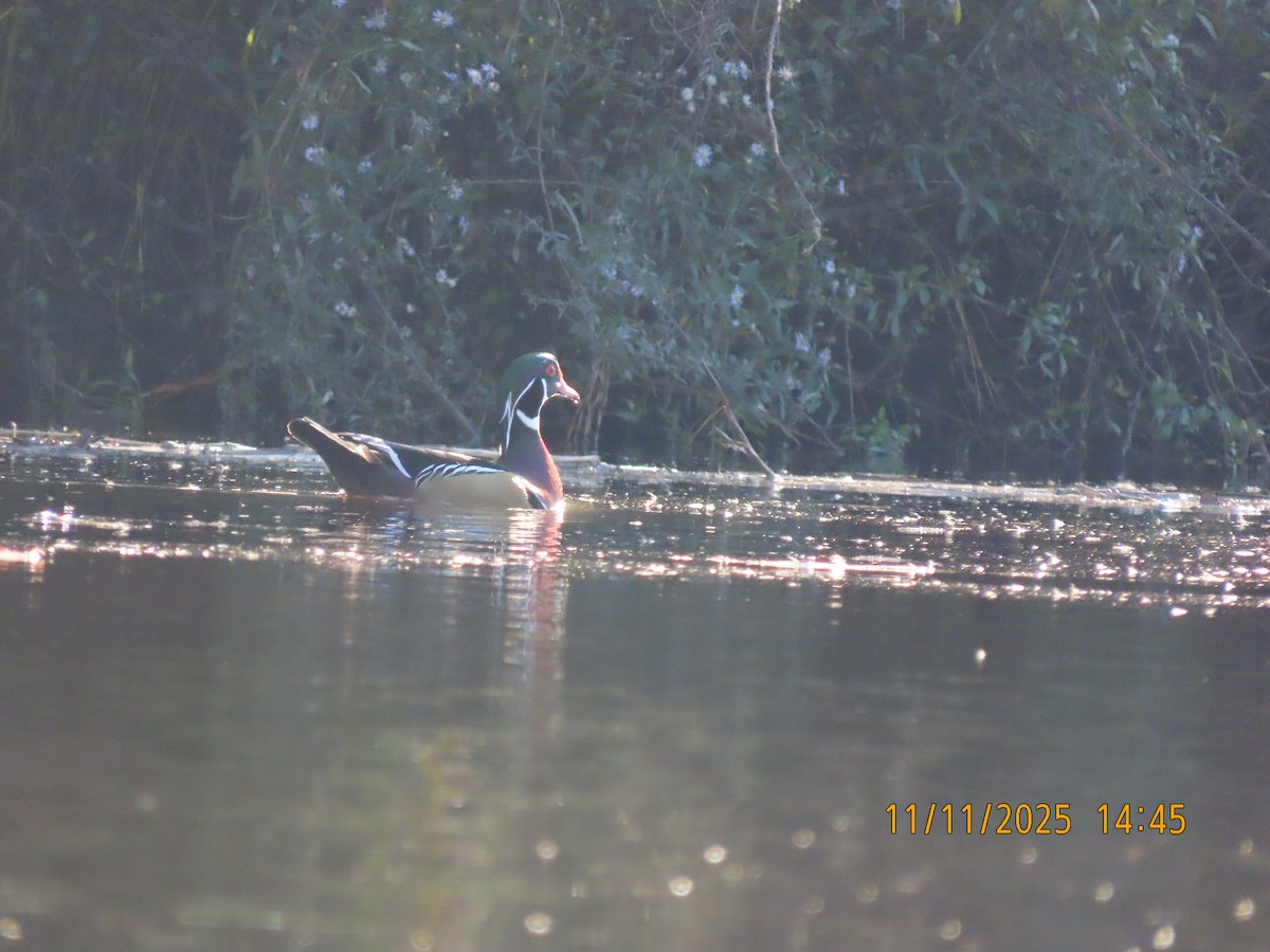 Wood Duck - ML645086724