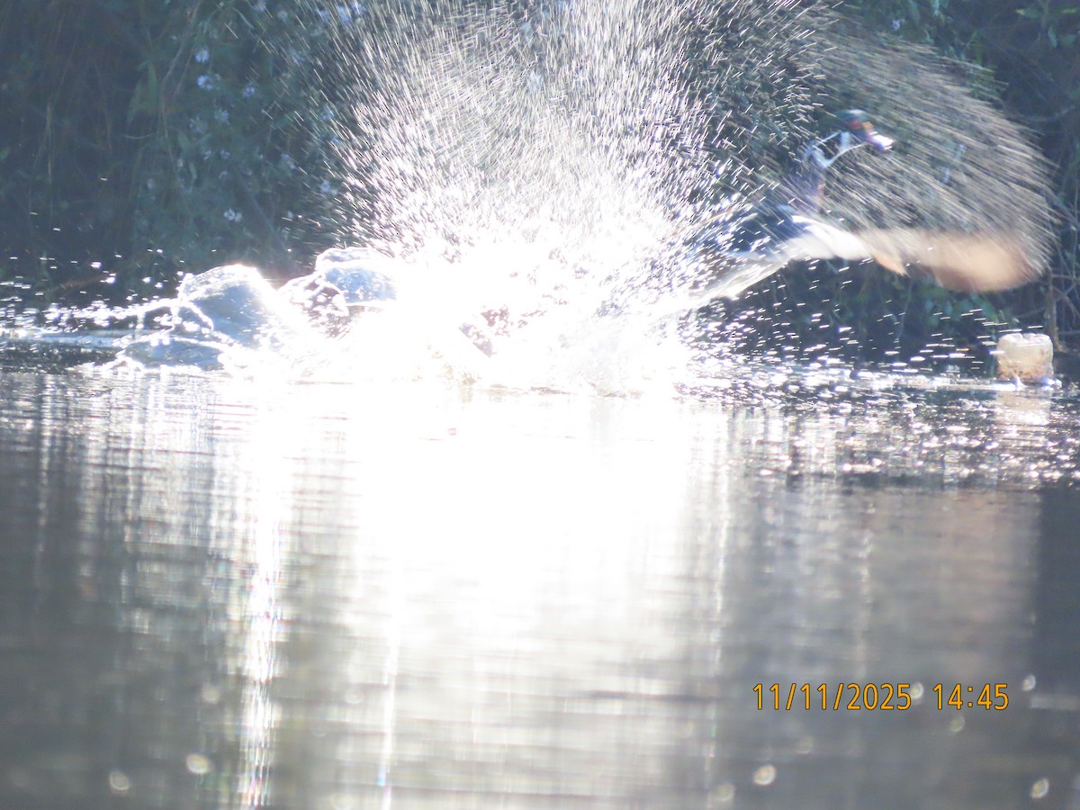 Wood Duck - ML645086725