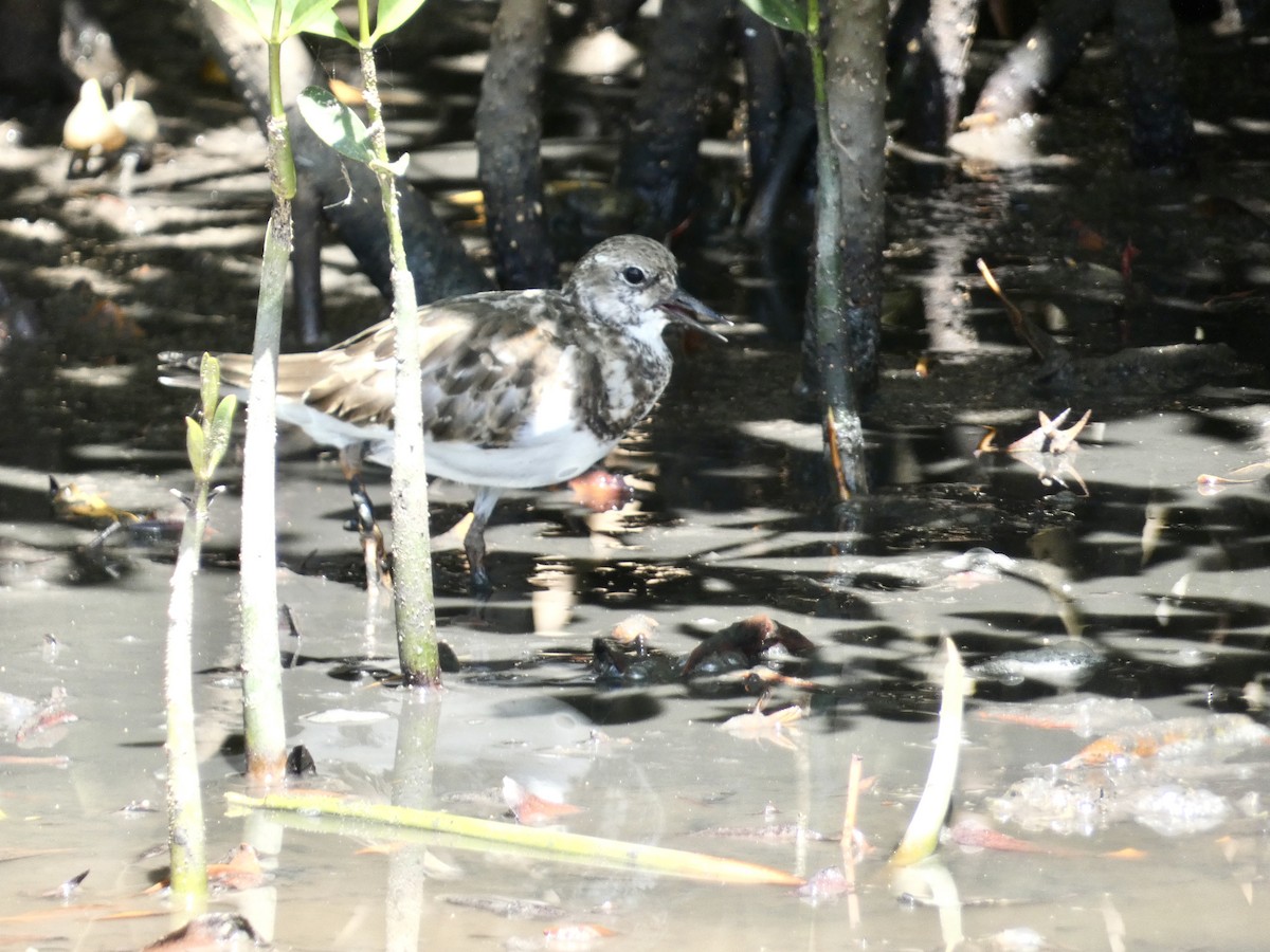 Ruddy Turnstone - ML645086728