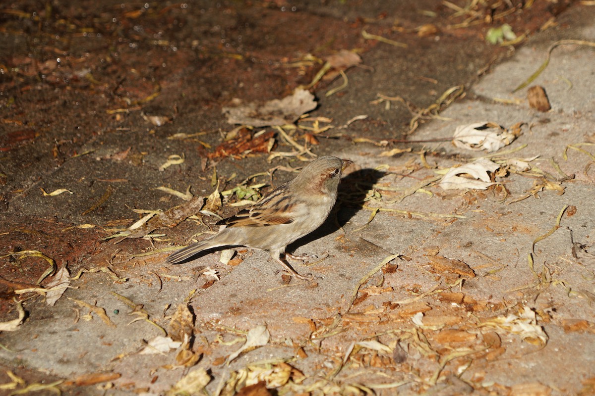 House Sparrow - ML645086739