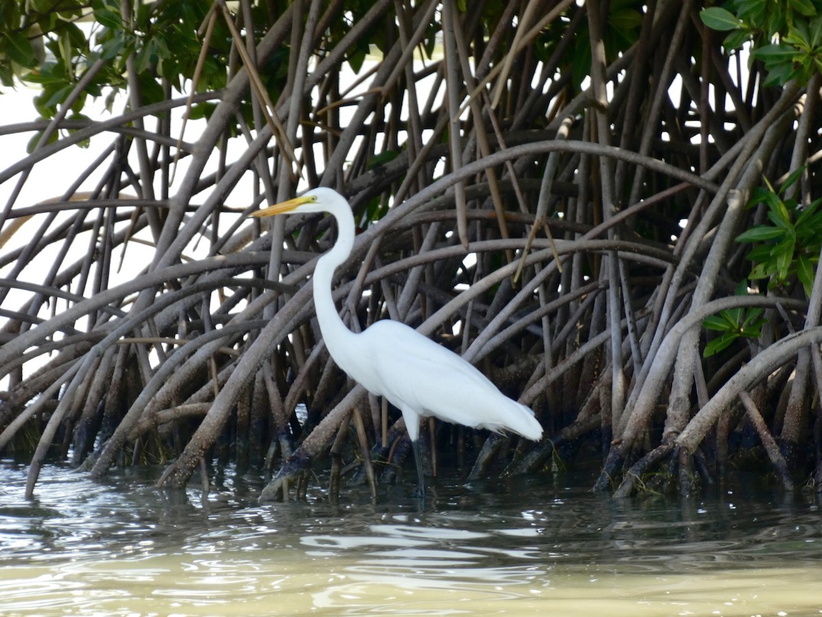 Great Egret - ML645086747