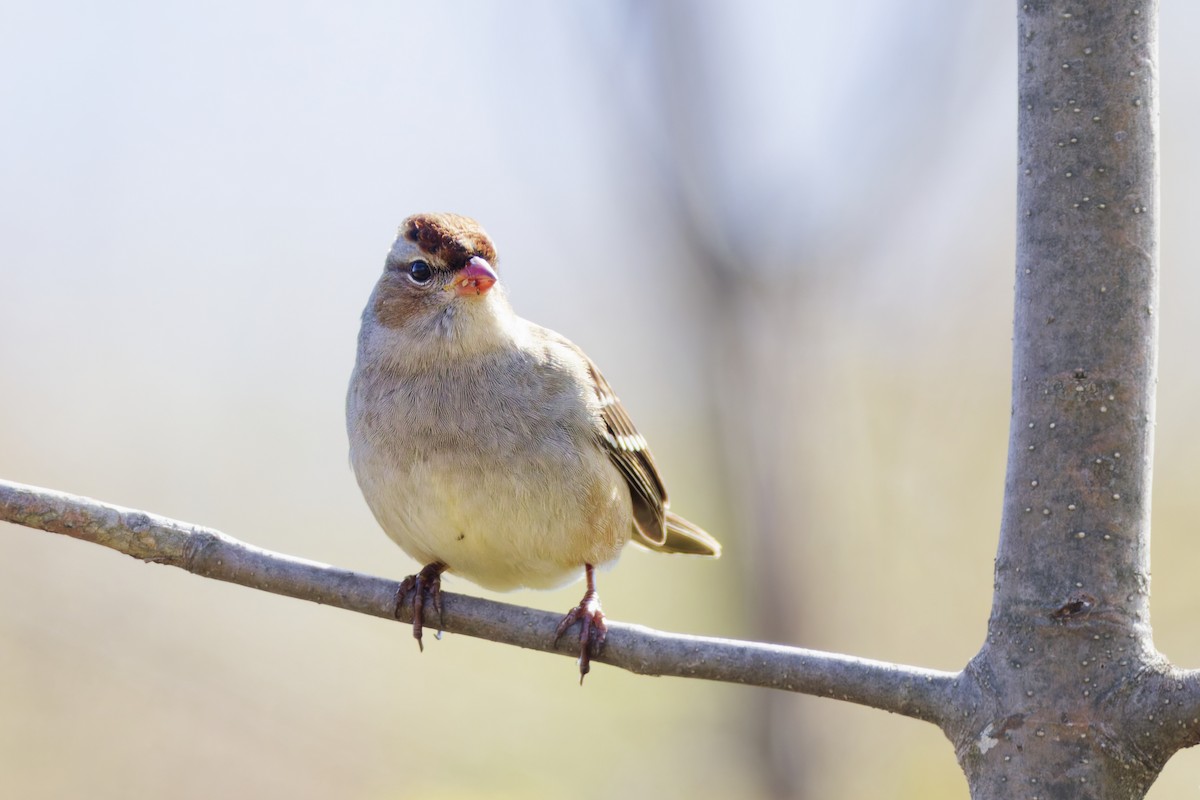 Porsuk Serçesi - ML645086751