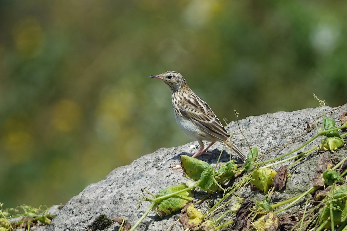 perupiplerke - ML645086752