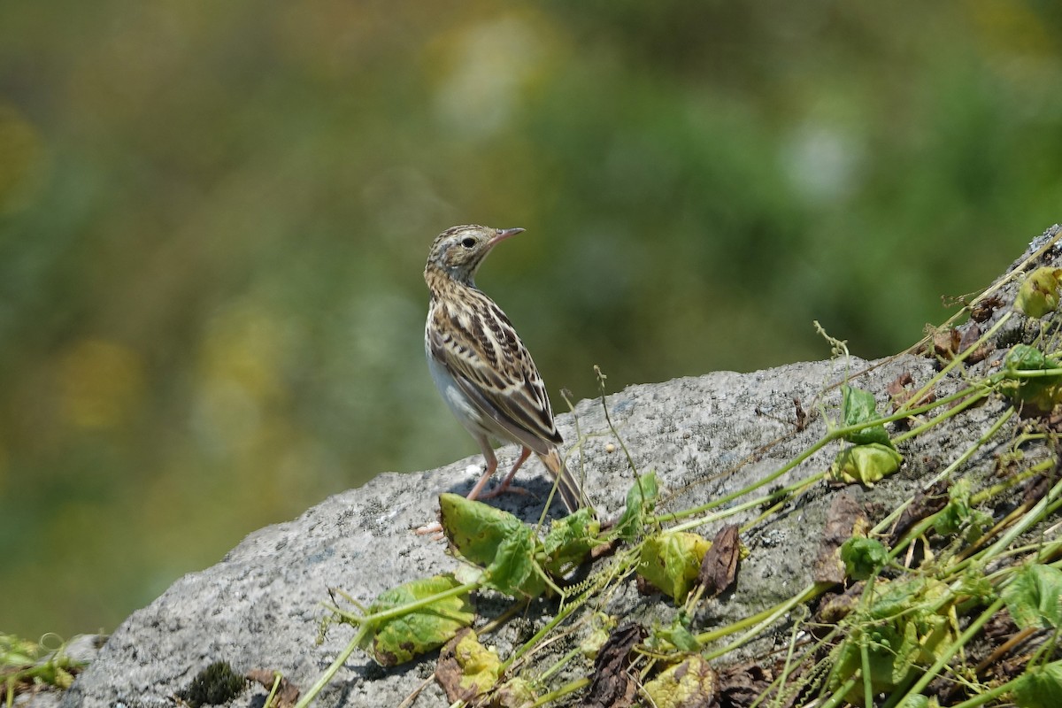 perupiplerke - ML645086753