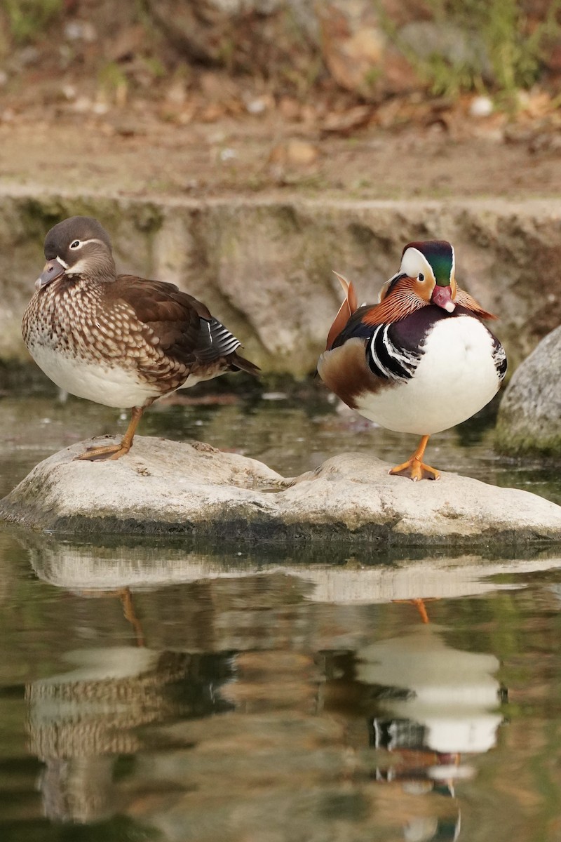 Mandarin-ahatea - ML645086767