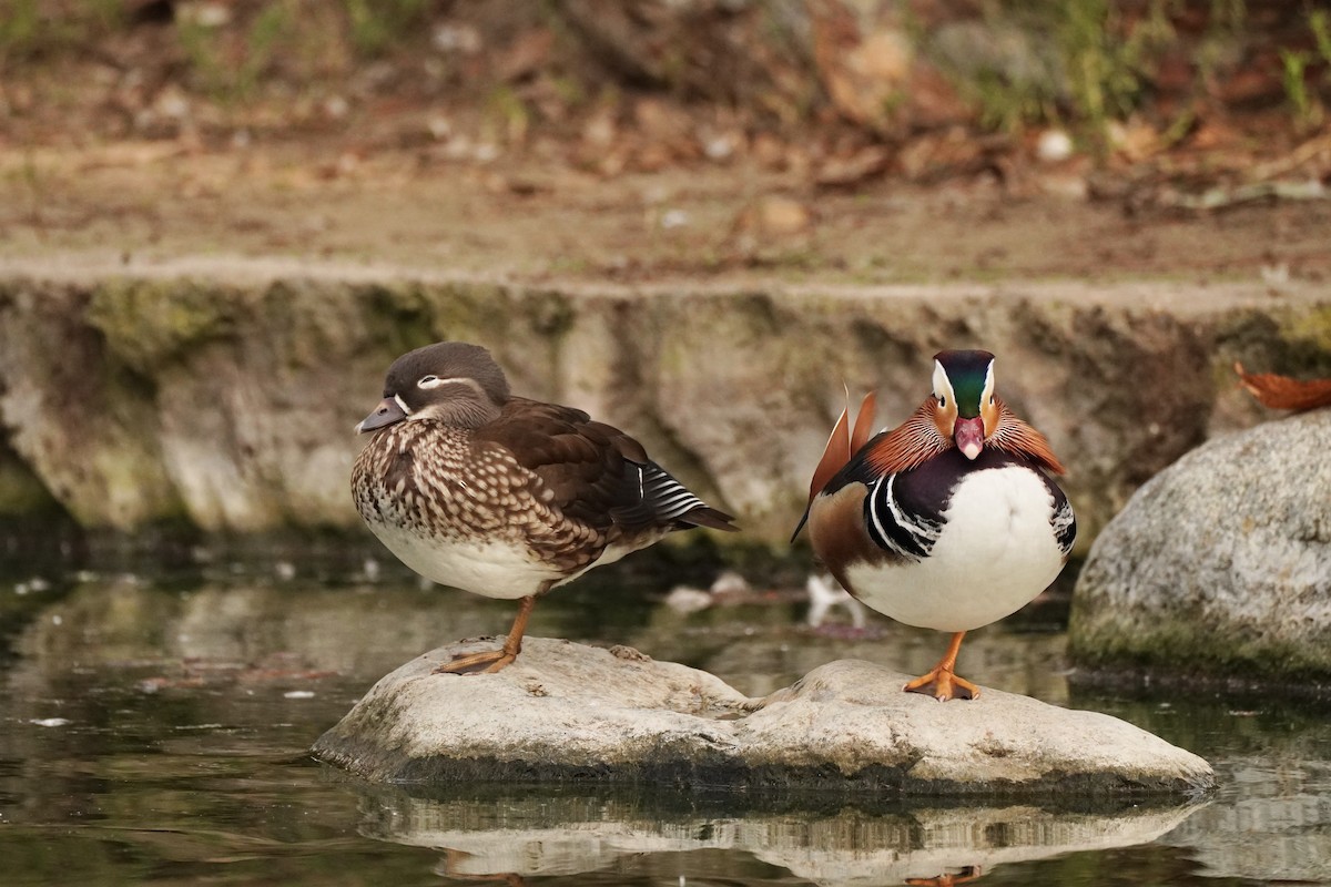 Mandarin-ahatea - ML645086768