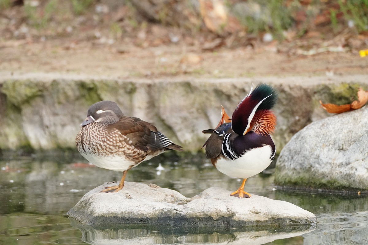 Mandarin-ahatea - ML645086769