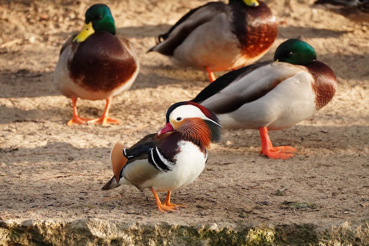 Mandarin-ahatea - ML645086770