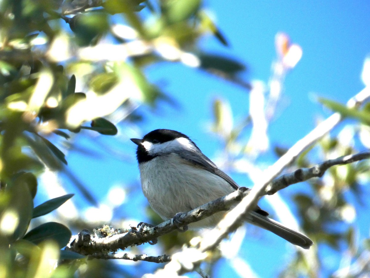 Каролинская гаичка - ML645086779