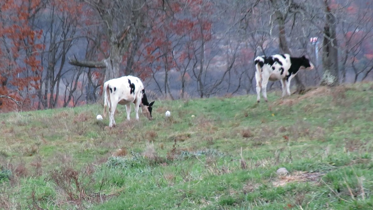 Western Cattle-Egret - ML645086782