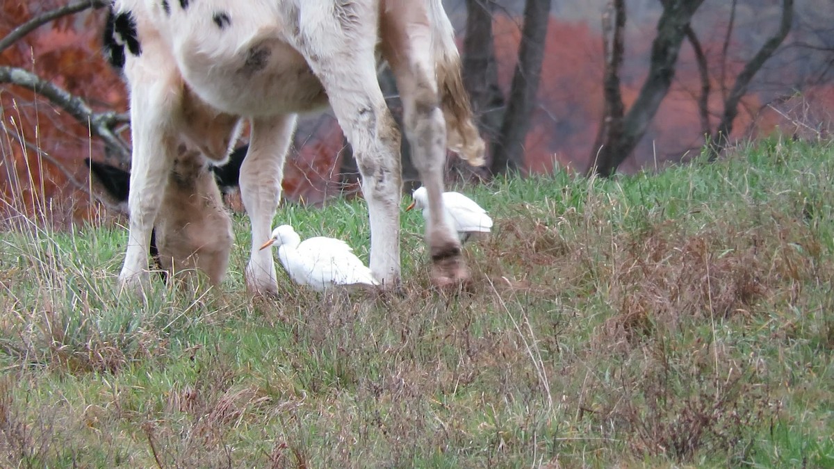 Western Cattle-Egret - ML645086787