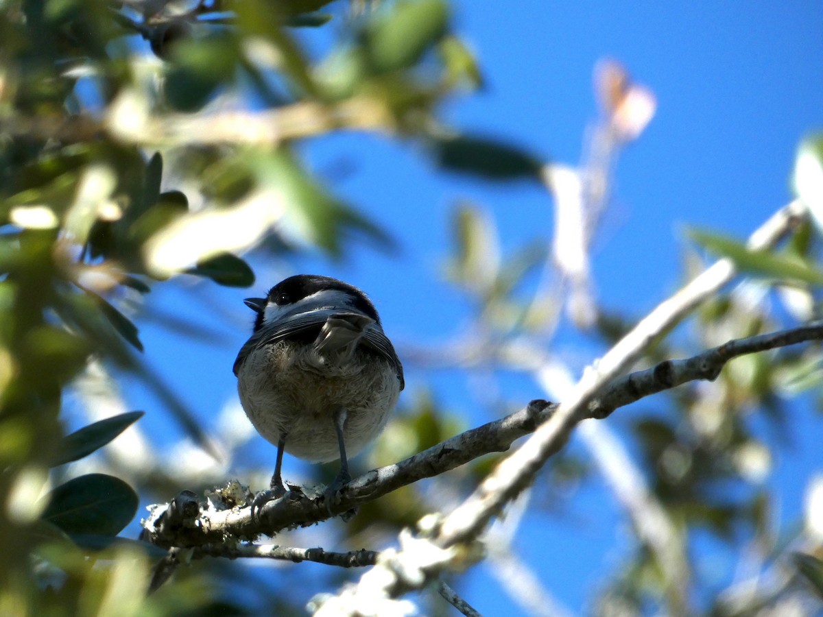 Каролинская гаичка - ML645086801