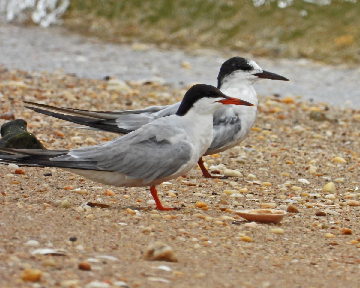 rybák obecný - ML645086809