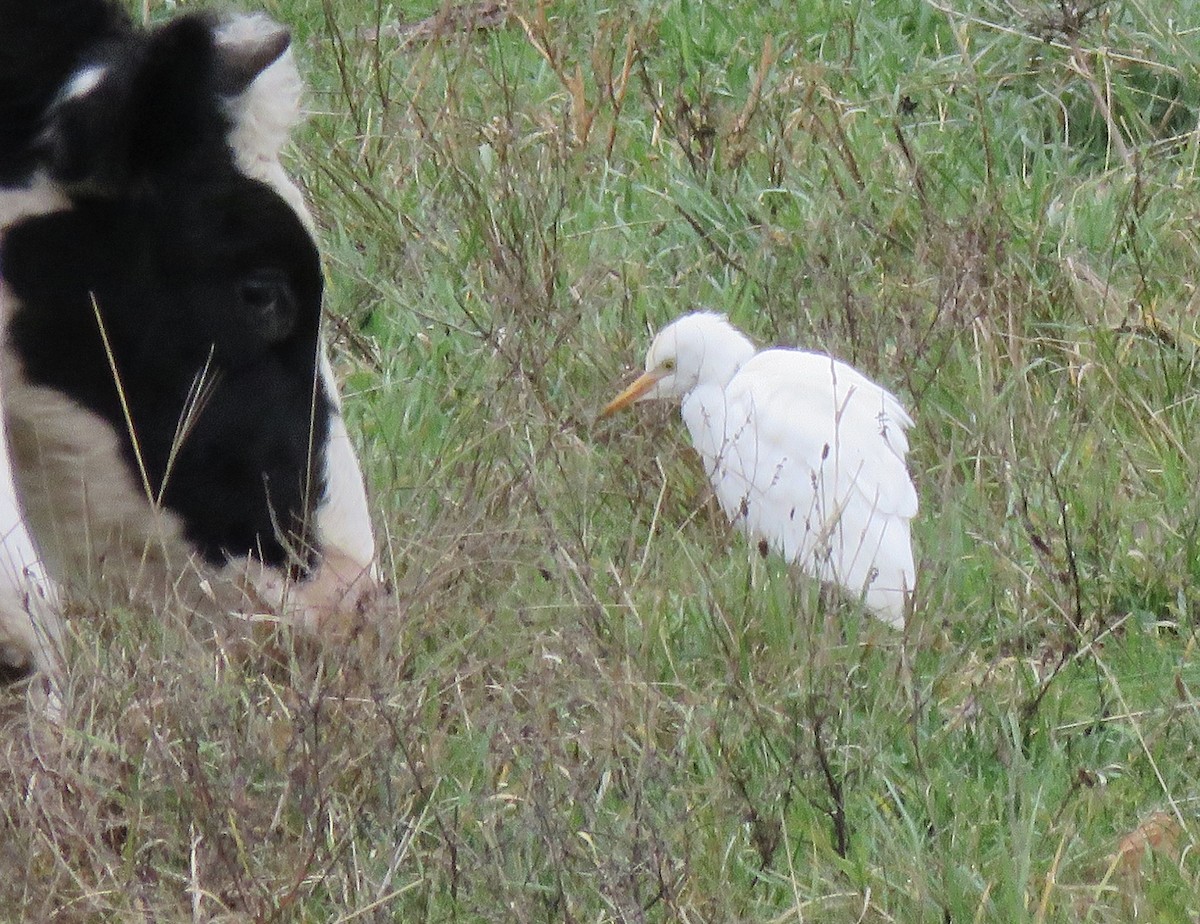 Western Cattle-Egret - ML645086823