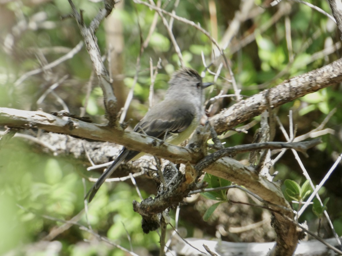 Lesser Antillean Flycatcher - ML645086826