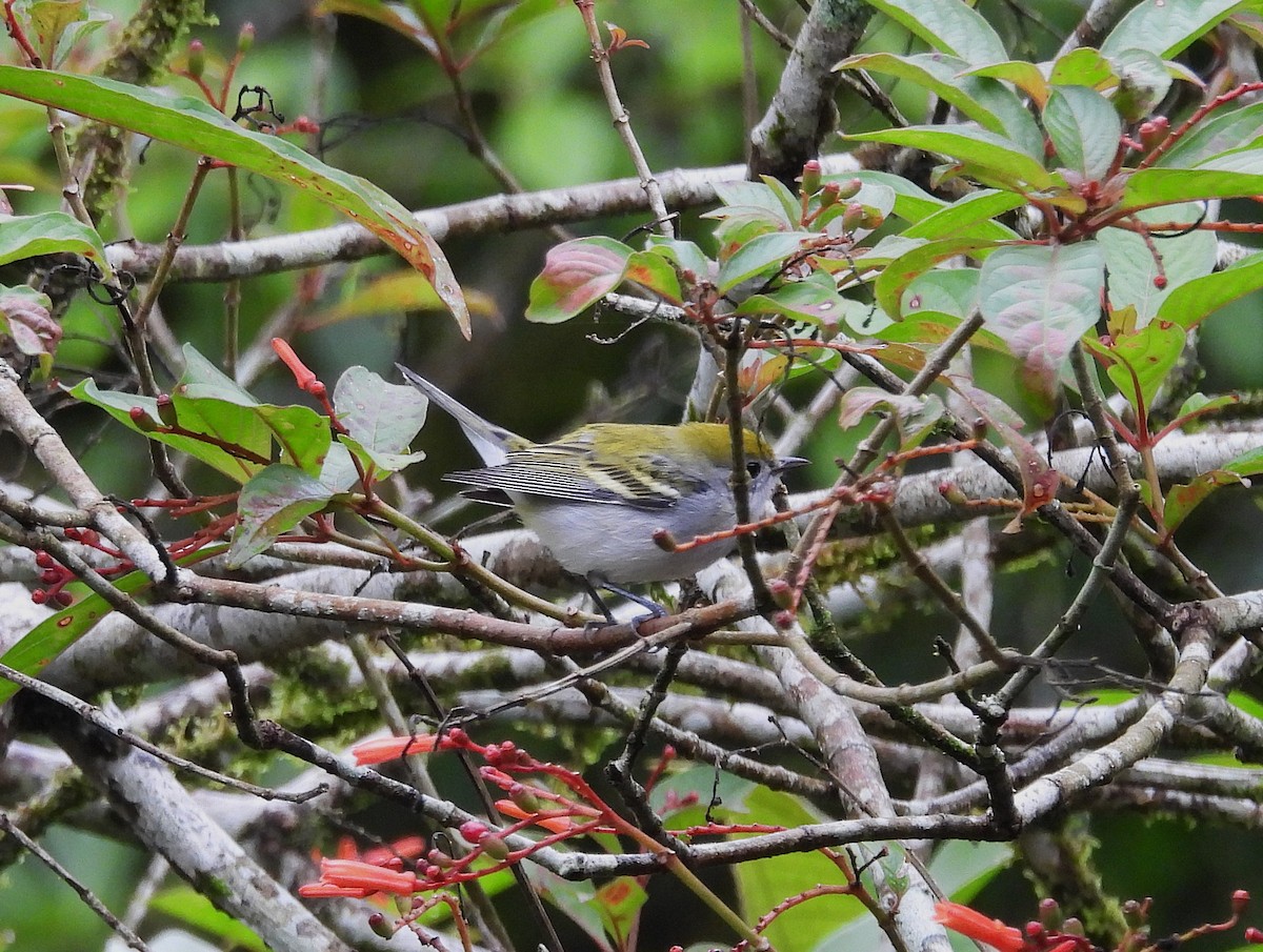 ワキチャアメリカムシクイ - ML645086831